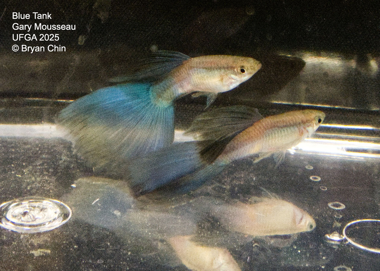 Guppy Blue